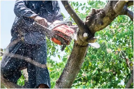 tree services Newell